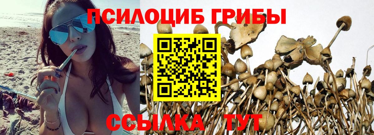 Можайск  Псилоцибиновые грибы Cubensis  Вход с VPN 